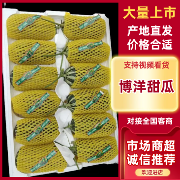 山东甜瓜精品博洋甜瓜博洋九号甜瓜大量上市口感脆甜