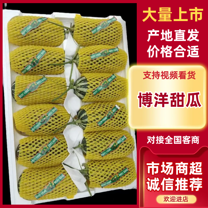 山东甜瓜精品博洋甜瓜博洋九号甜瓜大量上市口感脆甜
