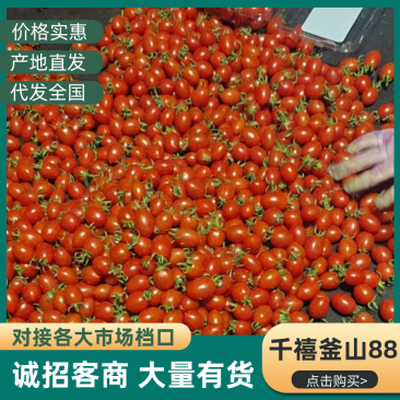 圣女果山东精品千禧圣女果大量上市口感甜量大从优