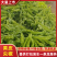 山东鲜辣椒精品黄皮尖椒大量上市产地直发量大从优