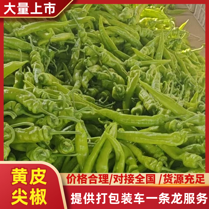 山东鲜辣椒精品黄皮尖椒大量上市产地直发量大从优