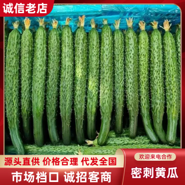 山东黄瓜精品密刺黄瓜大量上市顶花带刺量大从优