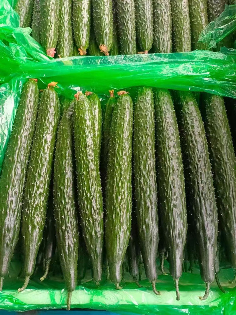 密刺黄瓜产地直供大量有货质量保证一手货源价格合理全国发货