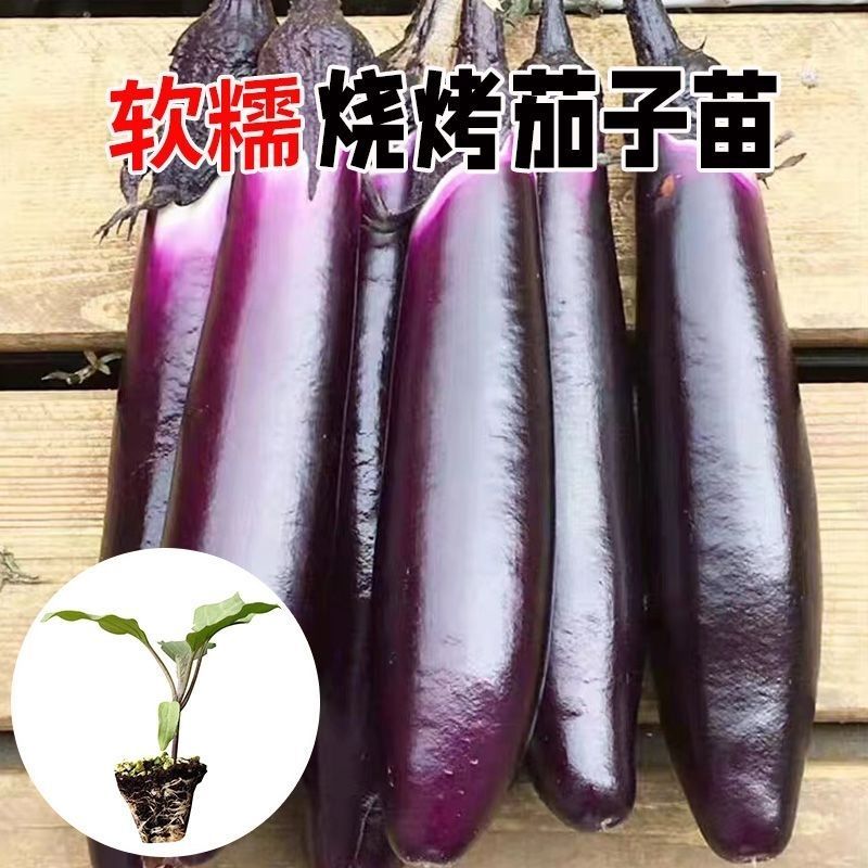 紫茄子苗大量上市，一手货源，基地直发，品质保障，价格美丽