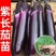 紫茄子苗大量上市，一手货源，基地直发，品质保障，价格美丽