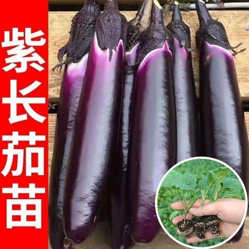 紫茄子苗大量上市，一手货源，基地直发，品质保障，价格美丽