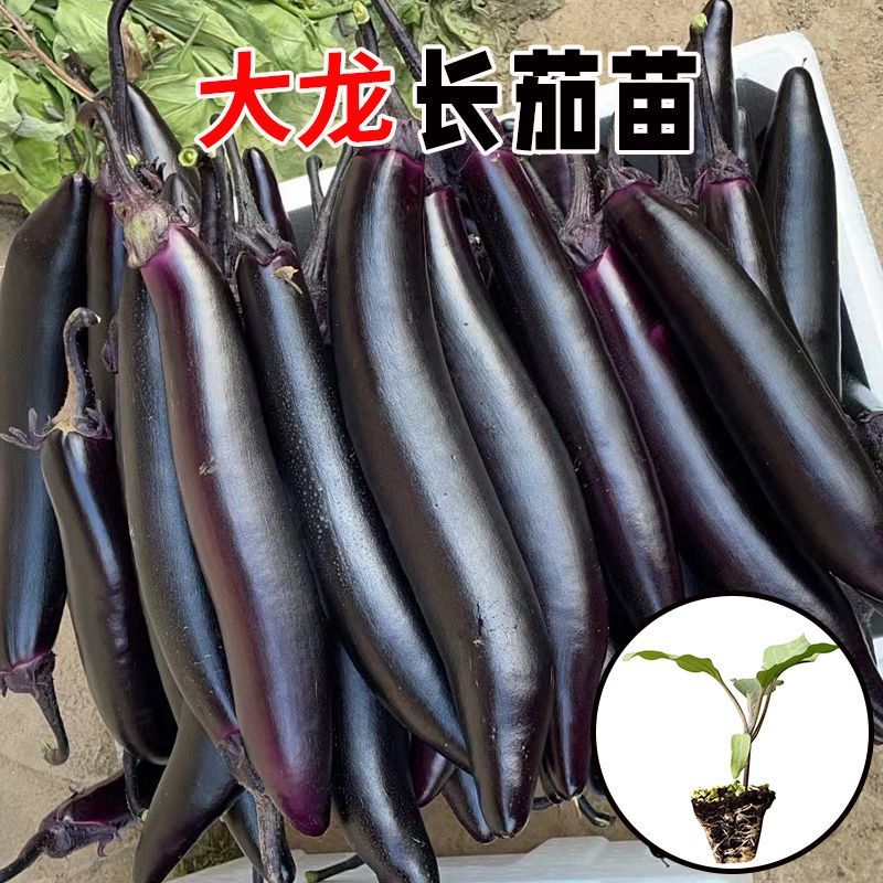 紫茄子苗大量上市，一手货源，基地直发，品质保障，价格美丽