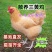 三黄鸡苗快大鸡苗三黄肉鸡苗厂家直销一件代发防疫齐全
