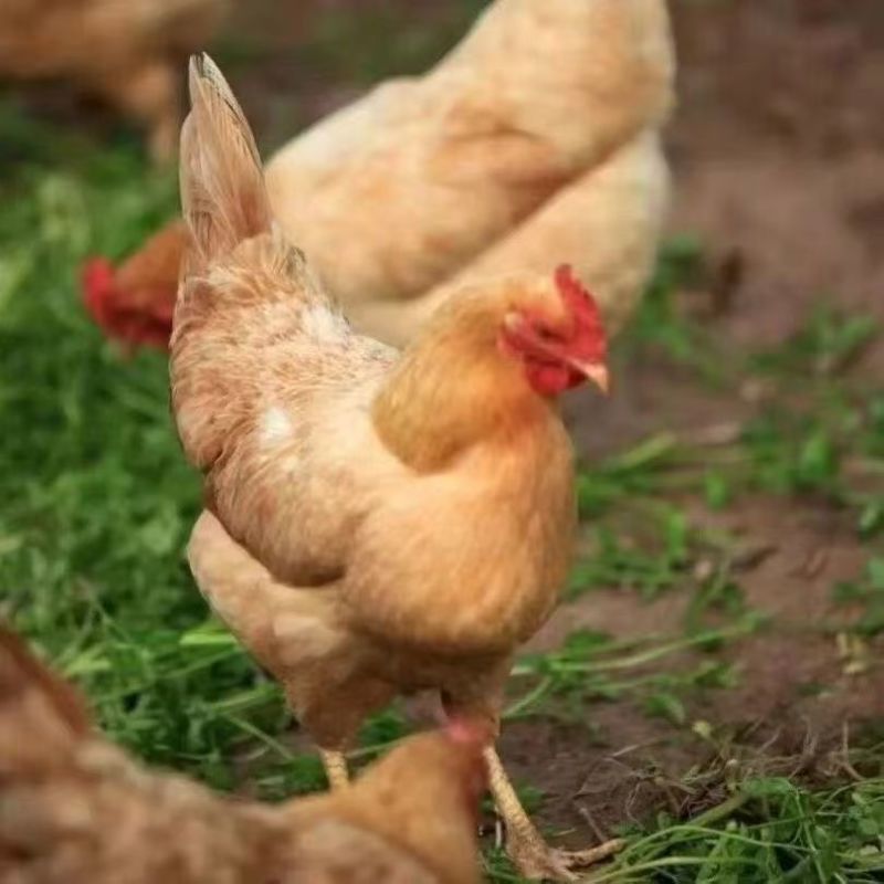 三黄鸡苗快大鸡苗三黄肉鸡苗厂家直销一件代发防疫齐全