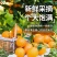 橙子赣南脐橙新鲜5斤正宗江西赣州脐橙官方旗舰店产地直发甜
