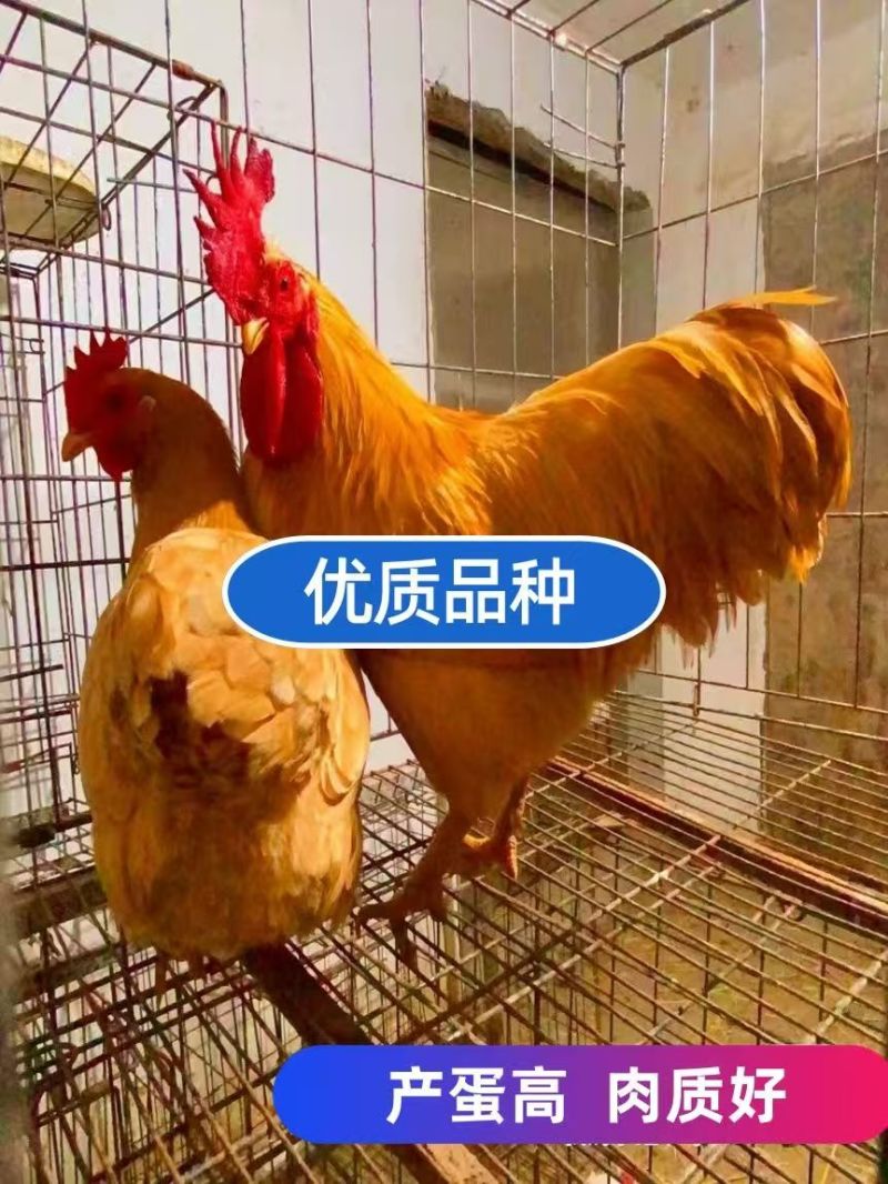 湘黄土鸡苗湖南本地土鸡苗全国发货运输死亡包赔支持货到付款