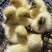 大种白番鸭苗西洋鸭大种白番鸭苗成活率高支持货到付款欢迎来