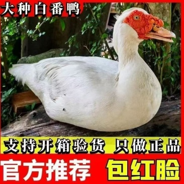 大种白番鸭苗西洋鸭大种白番鸭苗成活率高支持货到付款欢迎来