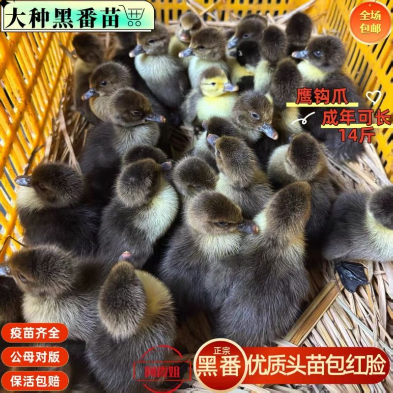 黑番鸭苗大种火鸭西洋鸭品种纯正黑番鸭苗全国送货上们黑番鸭