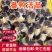 黑番鸭苗大种火鸭西洋鸭品种纯正黑番鸭苗全国送货上们黑番鸭