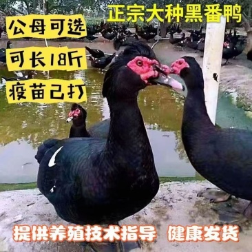 黑番鸭苗大种火鸭西洋鸭品种纯正黑番鸭苗全国送货上们黑番鸭