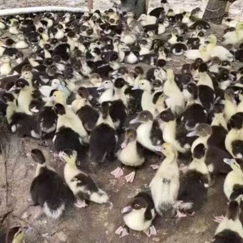 黑番鸭苗大种火鸭西洋鸭品种纯正黑番鸭苗全国送货上们黑番鸭