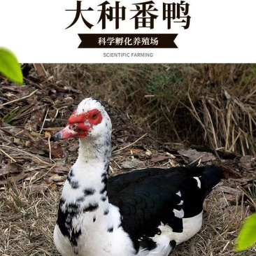 半番鸭苗大种花番鸭苗红脸番鸭苗品种正宗一件代发全国发货