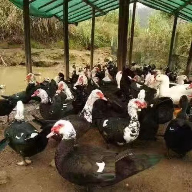 半番鸭苗大种花番鸭苗红脸番鸭苗品种正宗一件代发全国发货