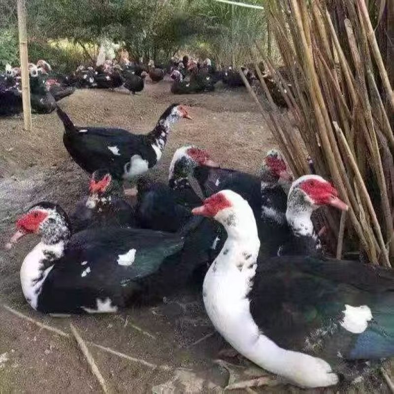 半番鸭苗大种花番鸭苗红脸番鸭苗品种正宗一件代发全国发货