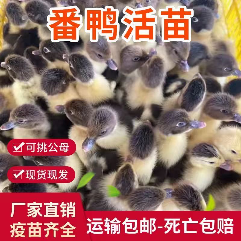 半番鸭苗大种花番鸭苗红脸番鸭苗品种正宗一件代发全国发货