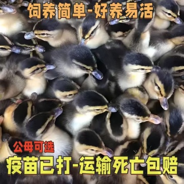 建湖麻鸭苗江苏本地麻鸭苗品种纯正包技术指导全国送货上门