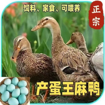江南一号蛋鸭苗产蛋鸭苗品种正宗产率高青壳蛋鸭苗全国送货上