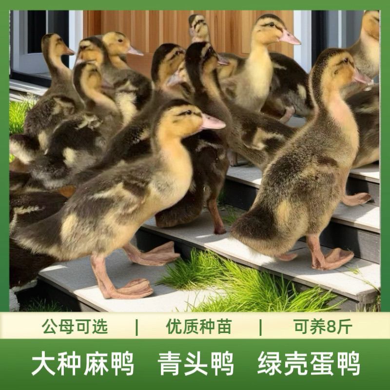 江南一号蛋鸭苗产蛋鸭苗品种正宗产率高青壳蛋鸭苗全国送货上