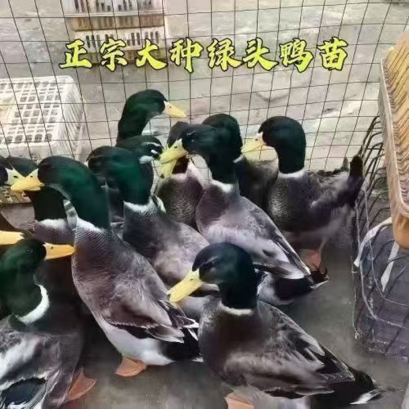 青头鸭苗特大种青头鸭苗产地直销没有中间商全国送货上门