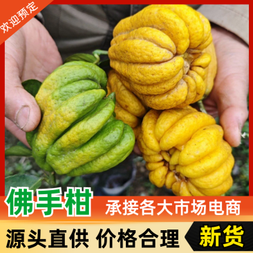 新鲜佛手柑，全部黄色。有2-3百斤左右，要就联系。