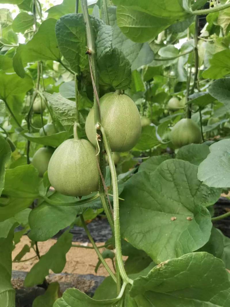 【绿宝甜瓜】绿宝石甜瓜产地直销量大质优价格优惠