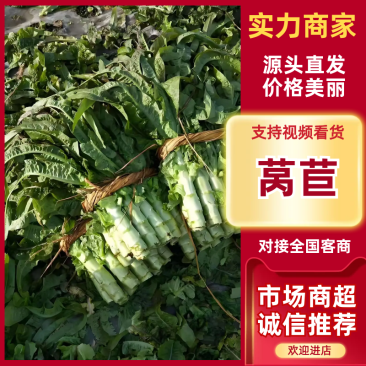莴苣红叶莴苣大量上市对接市场商超欢迎来电联系