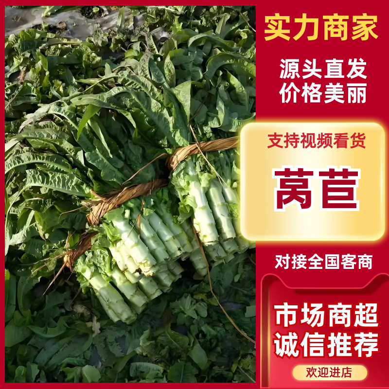 莴苣红叶莴苣大量上市对接市场商超欢迎来电联系