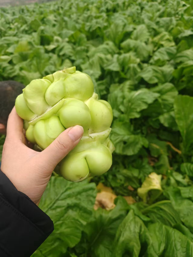 榨菜大量上市对接市场商超欢迎来电联系