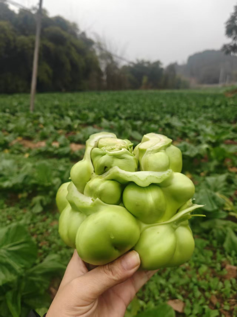 榨菜大量上市对接市场商超欢迎来电联系