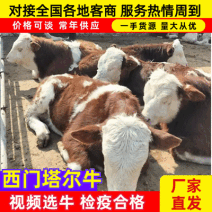 活牛西门塔尔牛对接养殖户抗严寒耐高温，全国各地都适合养