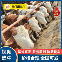 西门塔尔牛活牛对接养殖户抗严寒耐高温公母都有包回收包运费
