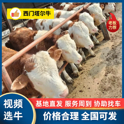 西门塔尔牛活牛对接养殖户抗严寒耐高温公母都有包回收包运费