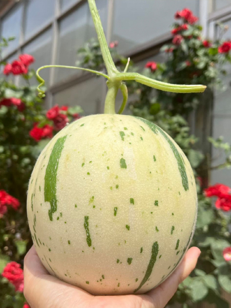 山东蜜露流星甜瓜承接市场，超市，电商，外贸，基地直发