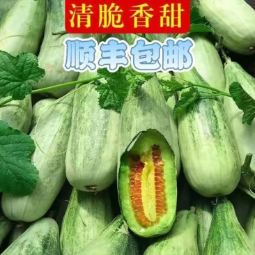 山东博洋61甜瓜承接市场，超市，电商，外贸，基地直发
