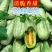 山东博洋61甜瓜承接市场，超市，电商，外贸，基地直发