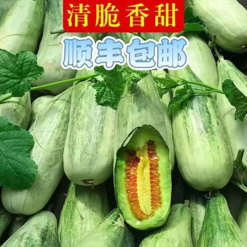 山东博洋61甜瓜承接市场，超市，电商，外贸，基地直发