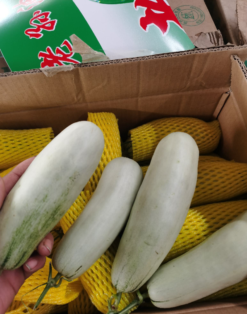 山东博洋61甜瓜承接市场，超市，电商，外贸，基地直发