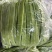 【热卖】芸豆白产地直销量大质优价优欢迎各大老板