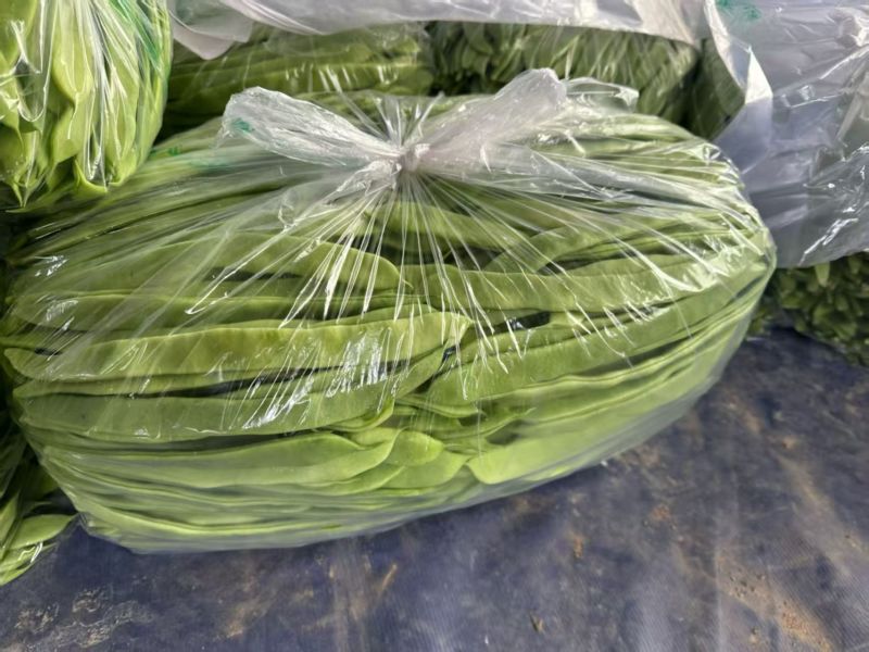 【热卖】芸豆白产地直销量大质优价优欢迎各大老板
