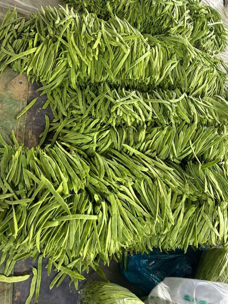 【热卖】芸豆白产地直销量大质优价优欢迎各大老板