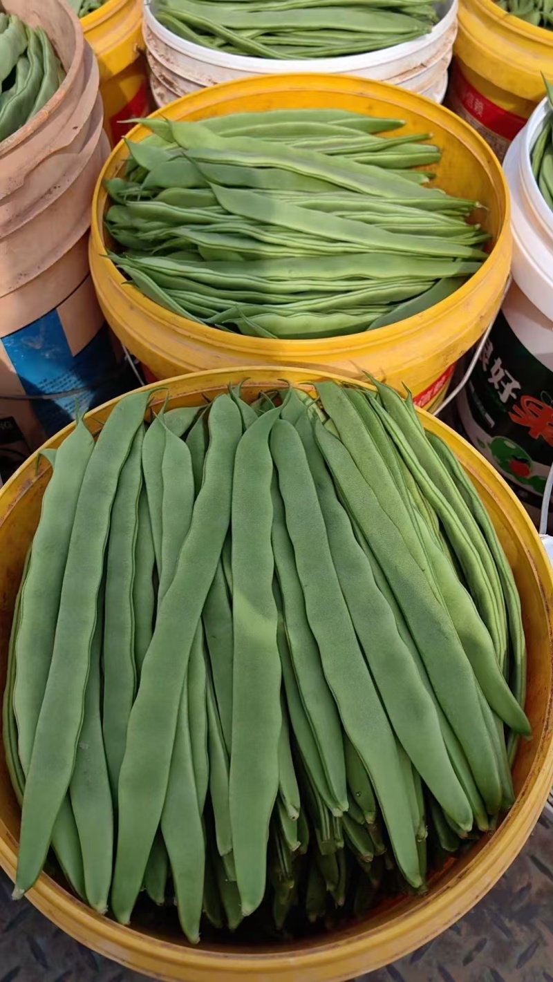 【热卖】芸豆白产地直销量大质优价优欢迎各大老板