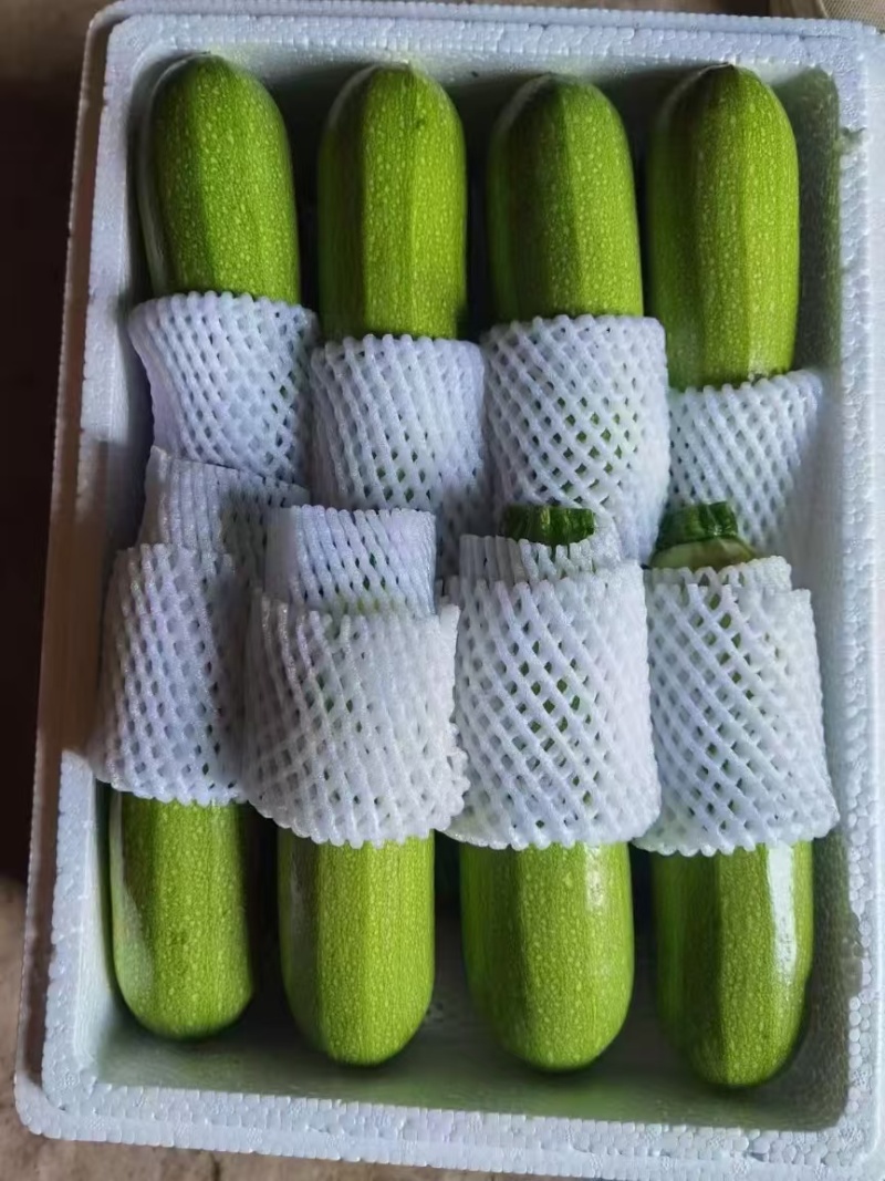绿皮西葫芦产地直销量大质优价格优惠支持视频看货