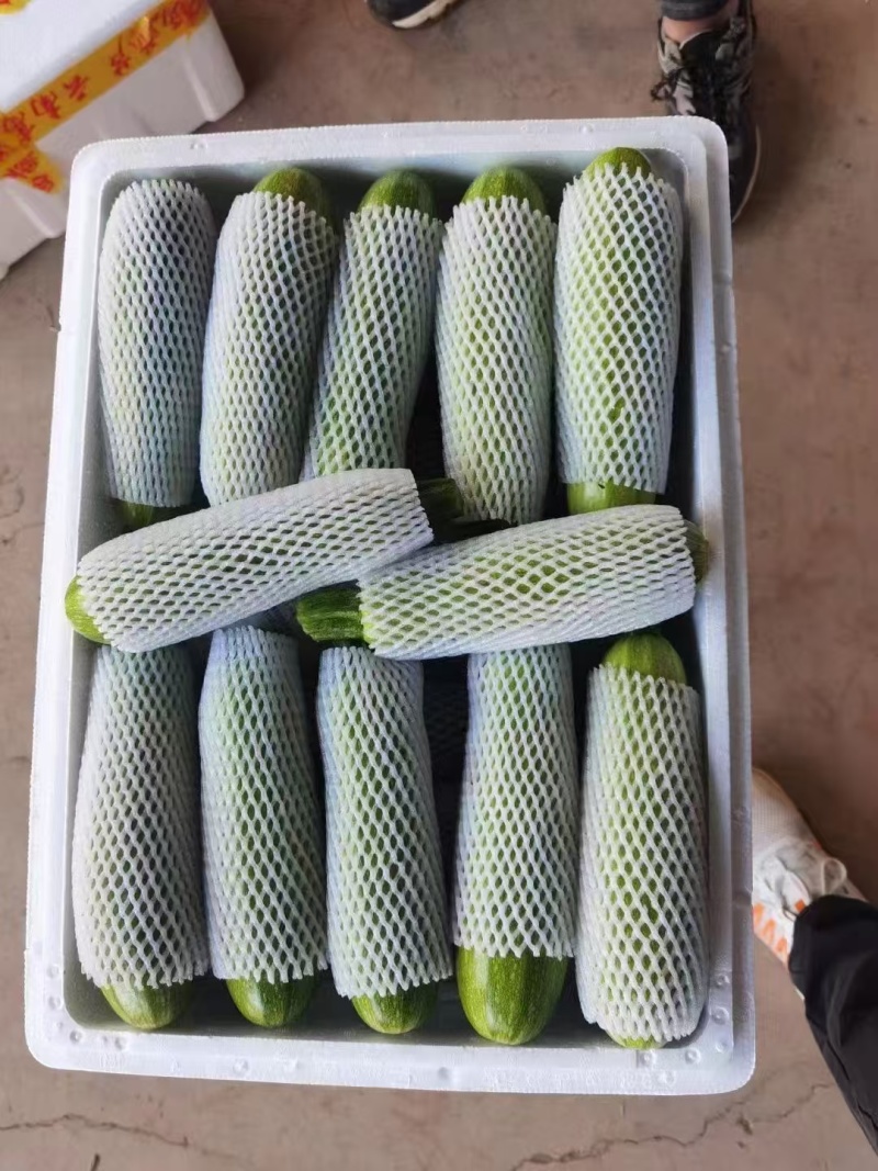 绿皮西葫芦产地直销量大质优价格优惠支持视频看货