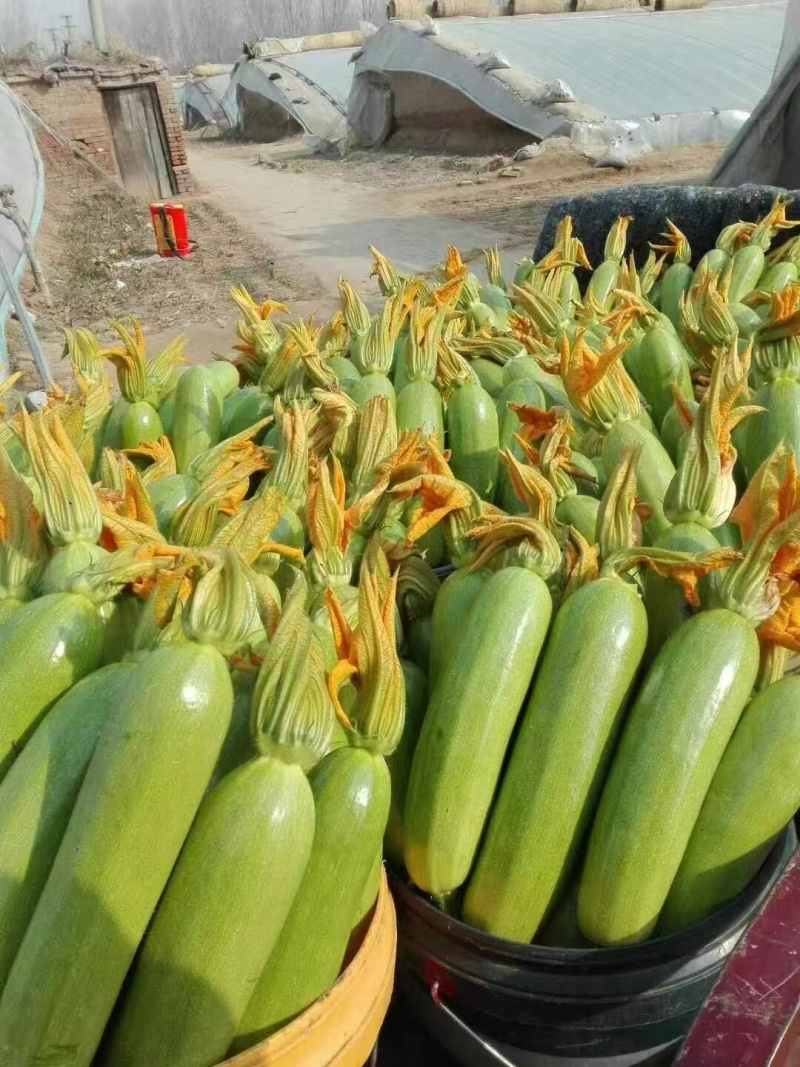 绿皮西葫芦产地直销量大质优价格优惠支持视频看货